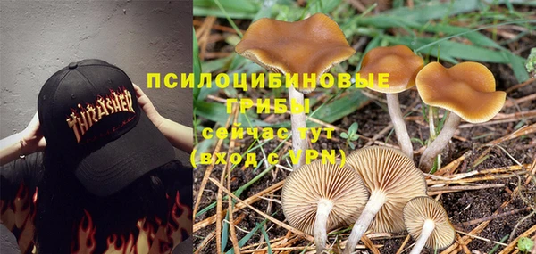стаф Арсеньев